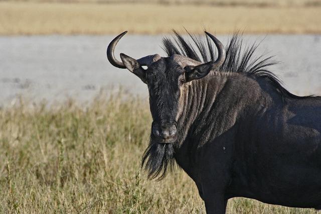 236 Etosha NP, gnoe.JPG